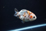 Baby Ranchu  Calico 3 Inch (ID#1217R9c-31) Free2Day SHIPPING