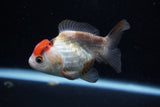 Short Body Thai Oranda  Tricolor 3.5 Inch (ID#1129To14b-34) Free2Day SHIPPING