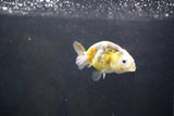 Baby Ranchu  Calico 2.5 Inch (ID#1004R9c-54) Free2Day SHIPPING