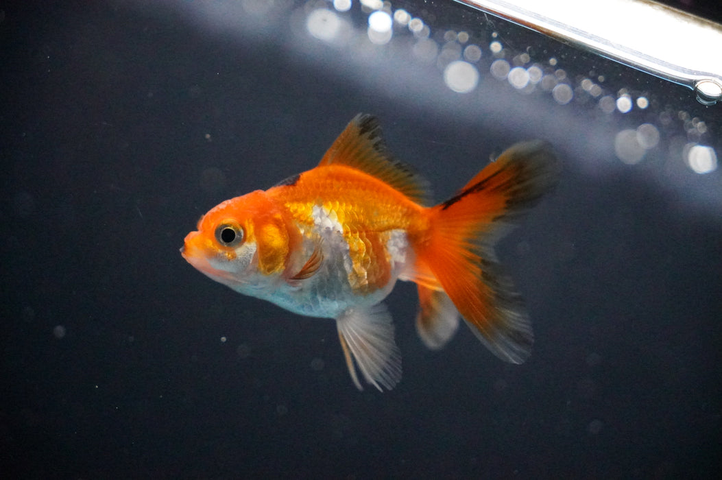 Baby Thai Oranda  Tricolor 2.5 Inch (ID#1017TPTA-26) Free2Day SHIPPING