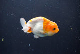 Juvenile Lionchu  Red White 3.5 Inch (ID#1015R11a-34) Free2Day SHIPPING