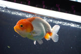 Juvenile Lionchu  Red White 3.5 Inch (ID#1015R11a-34) Free2Day SHIPPING