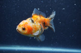 Yuan Bao Oranda  Calico 3.5 Inch (ID#404Yb10b-48) Free2Day SHIPPING
