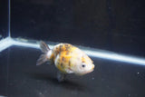 Baby Ranchu  Calico 3 Inch (ID#1008R9c-54) Free2Day SHIPPING