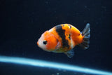 Baby Ranchu  Calico 3 Inch (ID#1217R9c-32) Free2Day SHIPPING