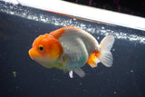 Juvenile Lionchu  Red White 3.5 Inch (ID#1015R11a-34) Free2Day SHIPPING