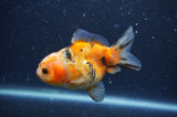 Yuan Bao Oranda  Calico 3.5 Inch (ID#404Yb10b-48) Free2Day SHIPPING
