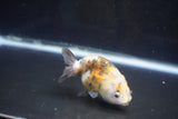 Baby Ranchu  Calico 3 Inch (ID#1008R9c-54) Free2Day SHIPPING