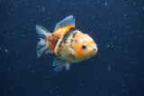 Yuan Bao Oranda  Calico 3.5 Inch (ID#404Yb10b-48) Free2Day SHIPPING