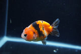 Baby Ranchu  Calico 3 Inch (ID#1217R9c-32) Free2Day SHIPPING