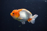 Juvenile Lionchu  Red White 3.5 Inch (ID#1015R11a-34) Free2Day SHIPPING