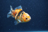 Yuan Bao Oranda  Calico 3.5 Inch (ID#404Yb10b-48) Free2Day SHIPPING