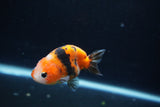 Baby Ranchu  Calico 3 Inch (ID#1217R9c-32) Free2Day SHIPPING