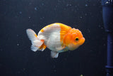 Juvenile Lionchu  Red White 3.5 Inch (ID#1015R11a-34) Free2Day SHIPPING