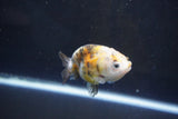 Baby Ranchu  Calico 3 Inch (ID#1008R9c-54) Free2Day SHIPPING