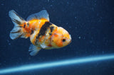 Yuan Bao Oranda  Calico 3.5 Inch (ID#404Yb10b-48) Free2Day SHIPPING