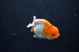 Juvenile Lionchu  Red White 3.5 Inch (ID#1015R11a-34) Free2Day SHIPPING