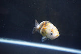 Baby Ranchu  Calico 3 Inch (ID#1008R9c-54) Free2Day SHIPPING