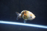 Baby Ranchu  Calico 3 Inch (ID#1008R9c-54) Free2Day SHIPPING