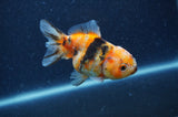 Yuan Bao Oranda  Calico 3.5 Inch (ID#404Yb10b-48) Free2Day SHIPPING