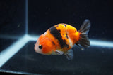 Baby Ranchu  Calico 3 Inch (ID#1217R9c-32) Free2Day SHIPPING