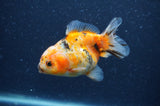 Yuan Bao Oranda  Calico 3.5 Inch (ID#404Yb10b-48) Free2Day SHIPPING
