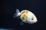 Baby Ranchu  Calico 3 Inch (ID#1008R9c-54) Free2Day SHIPPING