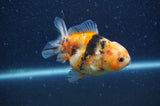 Yuan Bao Oranda  Calico 3.5 Inch (ID#404Yb10b-48) Free2Day SHIPPING