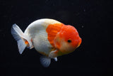 Lionchu  Red White 4.5 Inch (ID#1129R12a-102) Free2Day SHIPPING