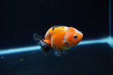 Baby Ranchu  Calico 3 Inch (ID#1217R9c-32) Free2Day SHIPPING