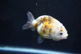 Baby Ranchu  Calico 3 Inch (ID#1008R9c-54) Free2Day SHIPPING