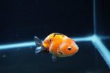 Baby Ranchu  Calico 3 Inch (ID#1217R9c-32) Free2Day SHIPPING