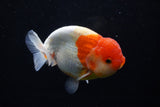 Lionchu  Red White 4.5 Inch (ID#1129R12a-102) Free2Day SHIPPING