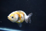 Baby Ranchu  Calico 3 Inch (ID#1008R9c-54) Free2Day SHIPPING