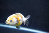 Baby Ranchu  Calico 3 Inch (ID#1008R9c-54) Free2Day SHIPPING