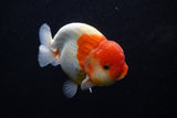 Lionchu  Red White 4.5 Inch (ID#1129R12a-102) Free2Day SHIPPING