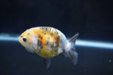 Baby Ranchu  Calico 3 Inch (ID#1008R9c-54) Free2Day SHIPPING