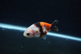 Baby Ranchu  Calico 3 Inch (ID#1217R9c-33) Free2Day SHIPPING