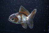 Juvenile Thai Oranda  Panda 3.5 Inch (ID#830To13bpt6-57) Free2Day SHIPPING