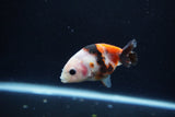 Baby Ranchu  Calico 3 Inch (ID#1217R9c-33) Free2Day SHIPPING