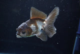 Juvenile Thai Oranda  Panda 3.5 Inch (ID#830To13bpt6-57) Free2Day SHIPPING