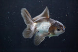 Juvenile Thai Oranda  Panda 3.5 Inch (ID#830To13bpt6-57) Free2Day SHIPPING