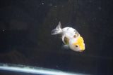 Baby Ranchu  Calico 3 Inch (ID#1008R9c-55) Free2Day SHIPPING