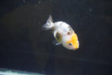 Baby Ranchu  Calico 3 Inch (ID#1008R9c-55) Free2Day SHIPPING