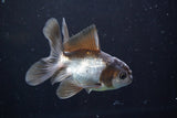 Juvenile Thai Oranda  Panda 3.5 Inch (ID#830To13bpt6-57) Free2Day SHIPPING