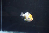 Baby Ranchu  Calico 3 Inch (ID#1008R9c-55) Free2Day SHIPPING