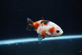 Baby Ranchu  Calico 3 Inch (ID#1217R9c-33) Free2Day SHIPPING