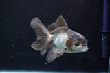 Juvenile Thai Oranda  Panda 3.5 Inch (ID#830To13bpt6-57) Free2Day SHIPPING