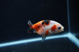 Baby Ranchu  Calico 3 Inch (ID#1217R9c-33) Free2Day SHIPPING