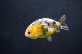 Baby Ranchu  Calico 3 Inch (ID#1008R9c-55) Free2Day SHIPPING